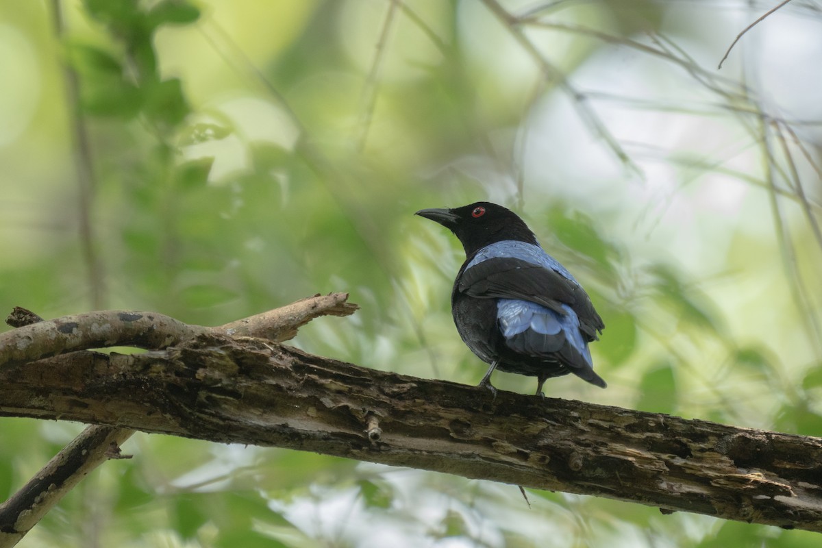 Asian Fairy-bluebird - ML411566351