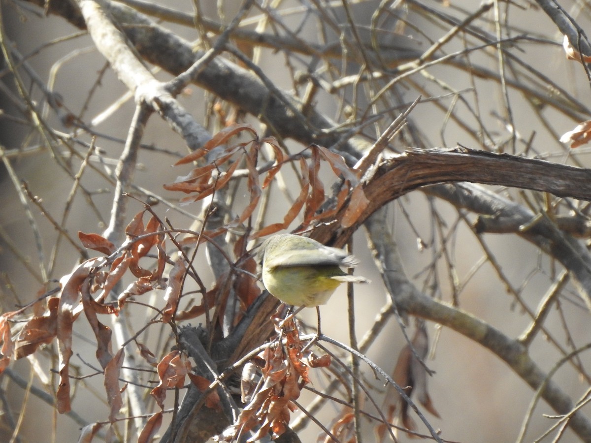 Orange-crowned Warbler - ML411566451