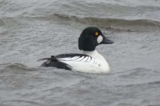 Common Goldeneye - ML41156781