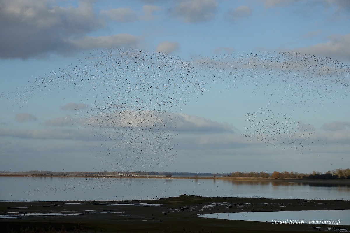 European Golden-Plover - ML411568021