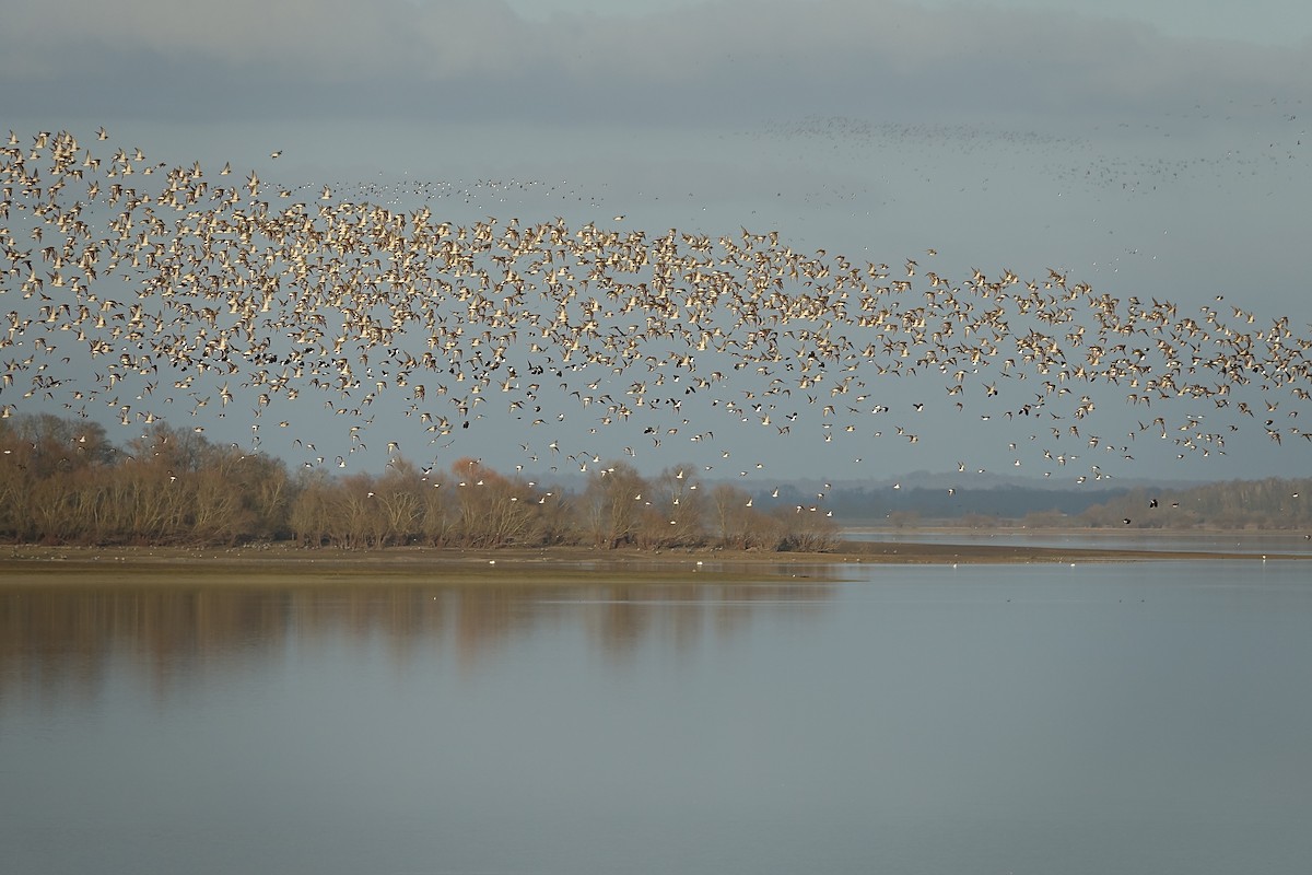 European Golden-Plover - ML411568141