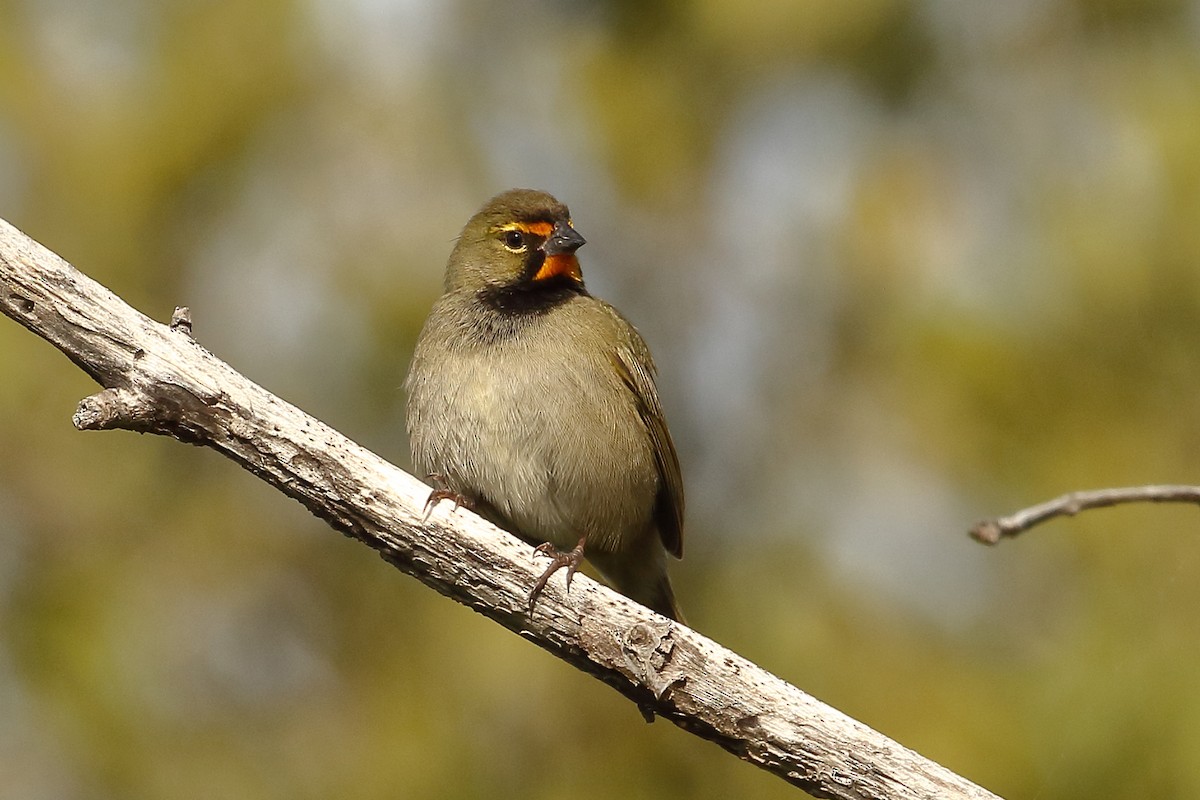 Yellow-faced Grassquit - Joe Wing