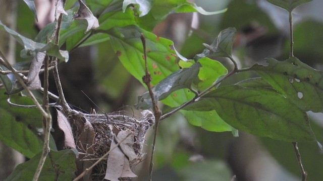 Dwarf Tyrant-Manakin - ML411569511