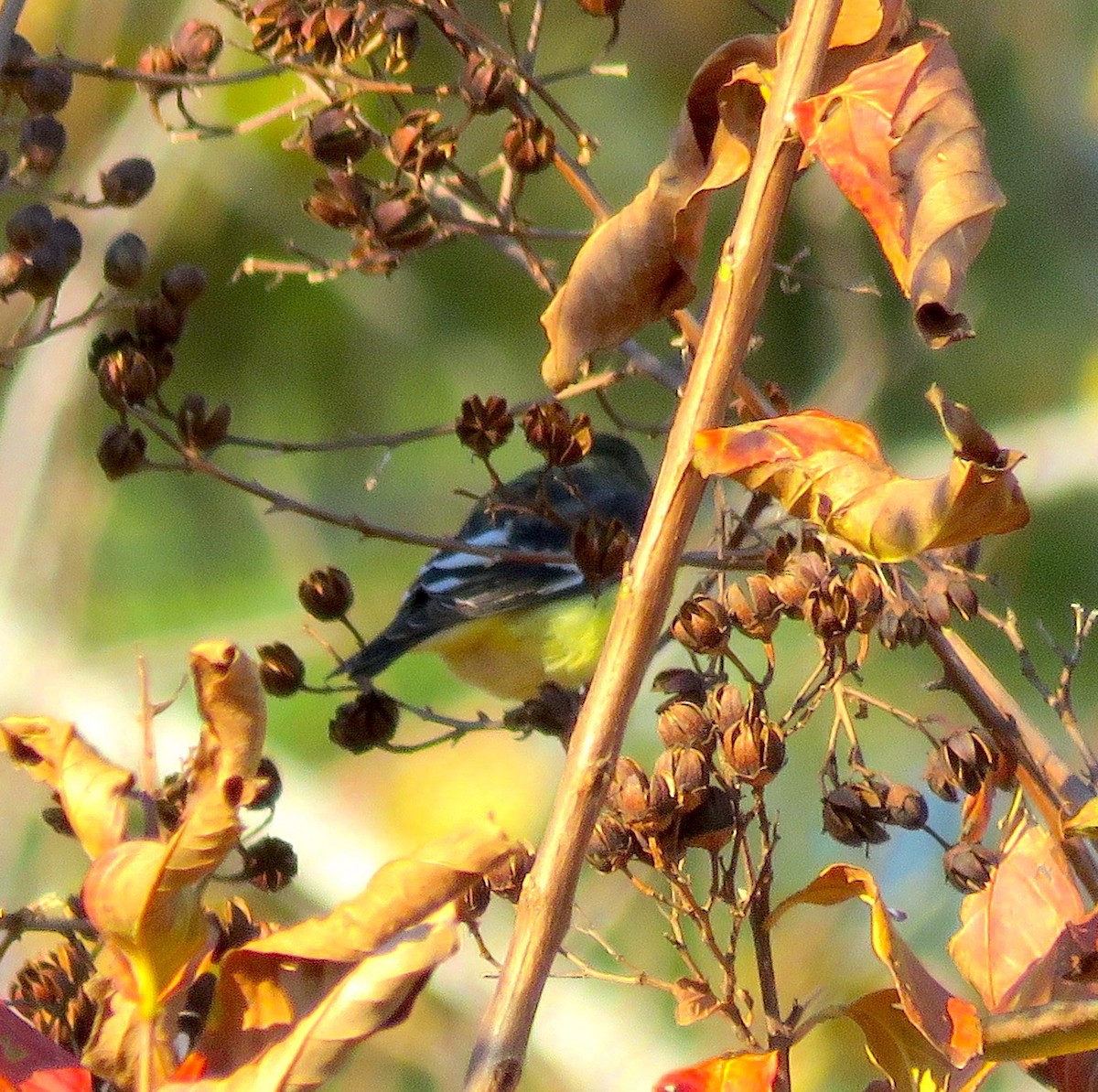 Lesser Goldfinch - Kim Harrell