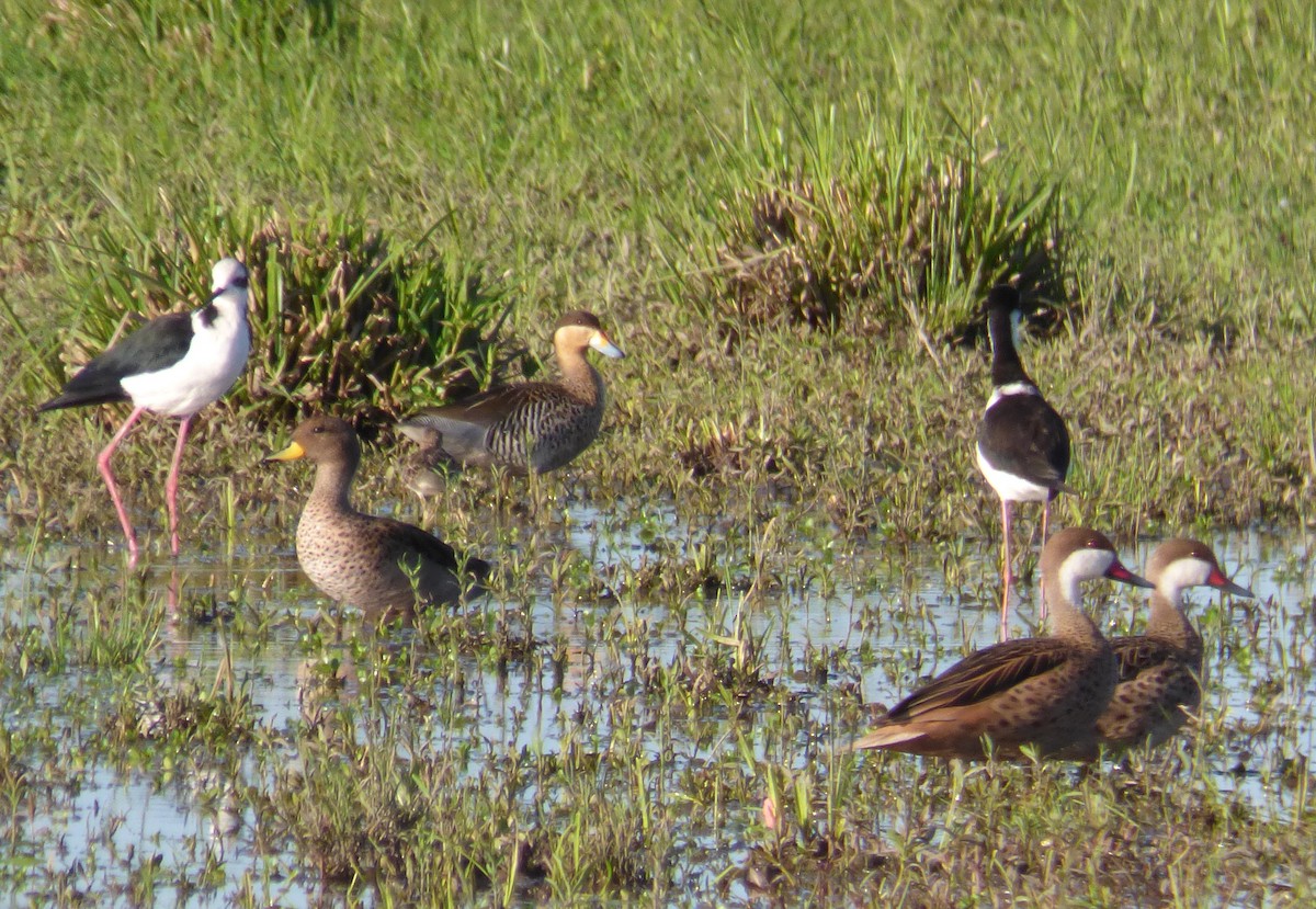 White-cheeked Pintail - ML411570171