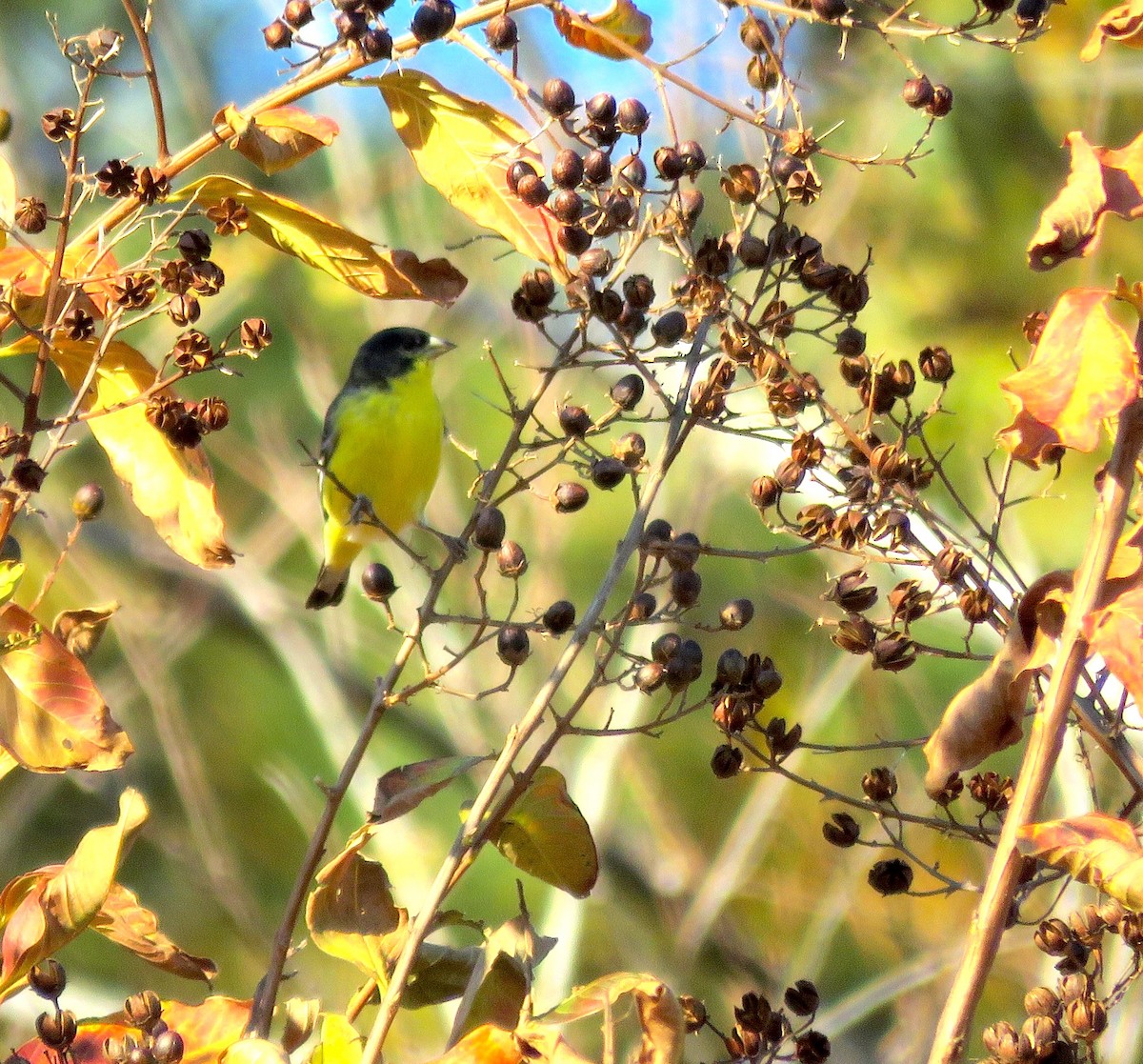 Lesser Goldfinch - ML41157021