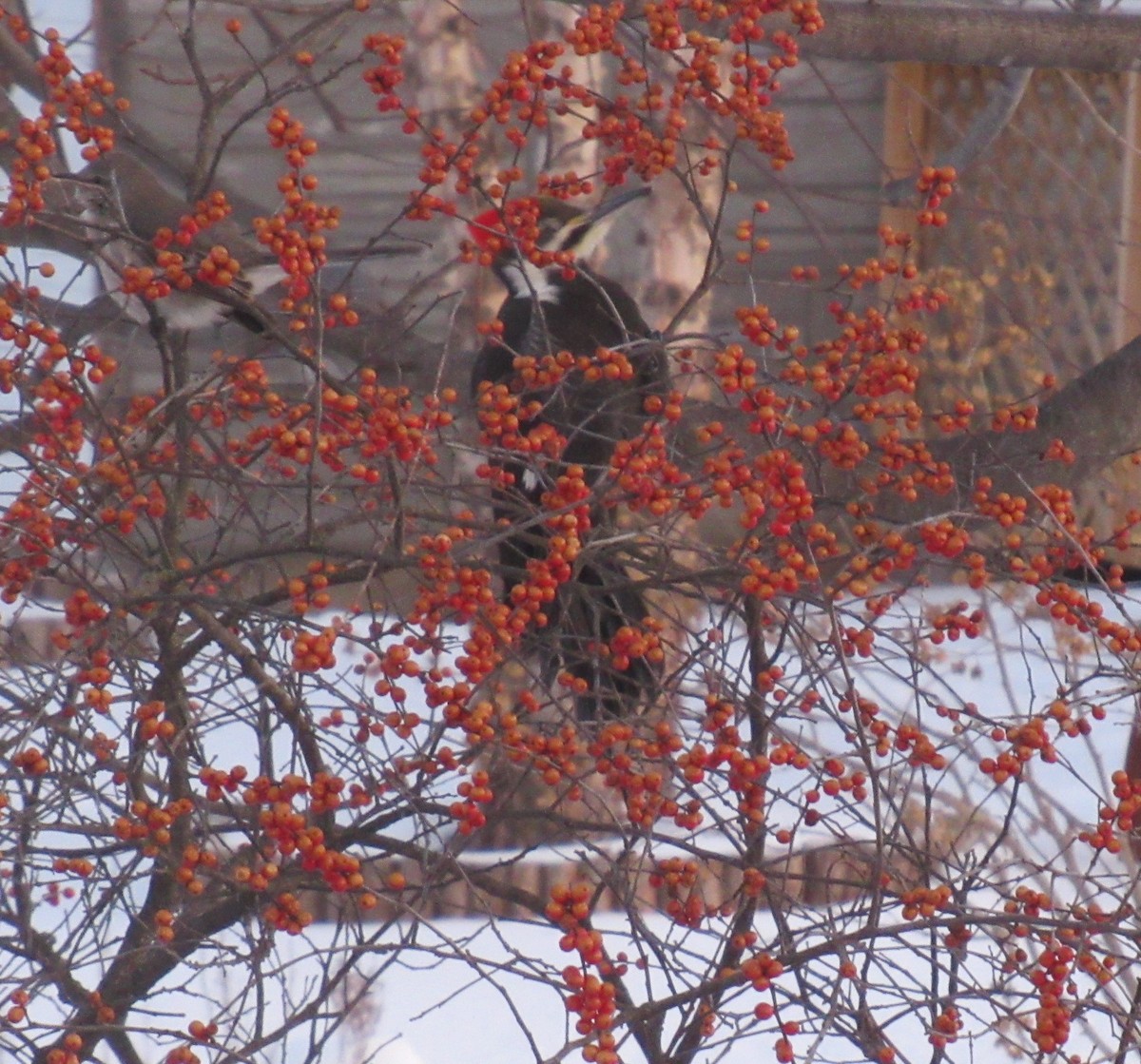 Pileated Woodpecker - Dennis Trapnell