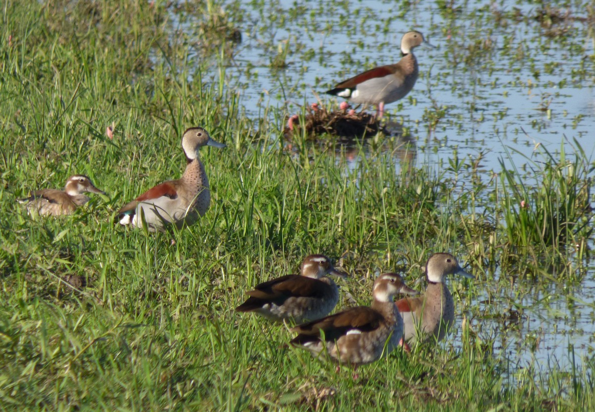 Ringed Teal - ML411572001