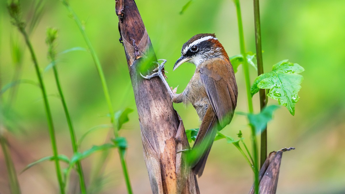 Streak-breasted Scimitar-Babbler - 华发 叟