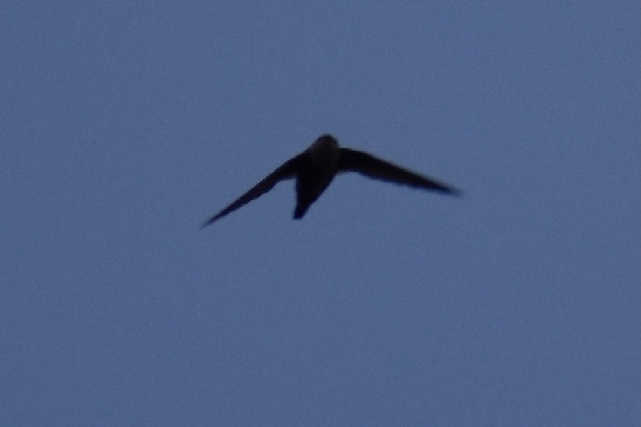 White-throated Swift - Aaron Reb