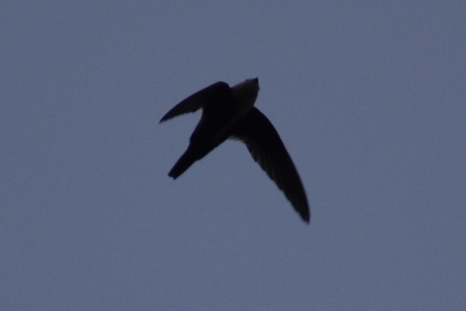 White-throated Swift - ML411572951