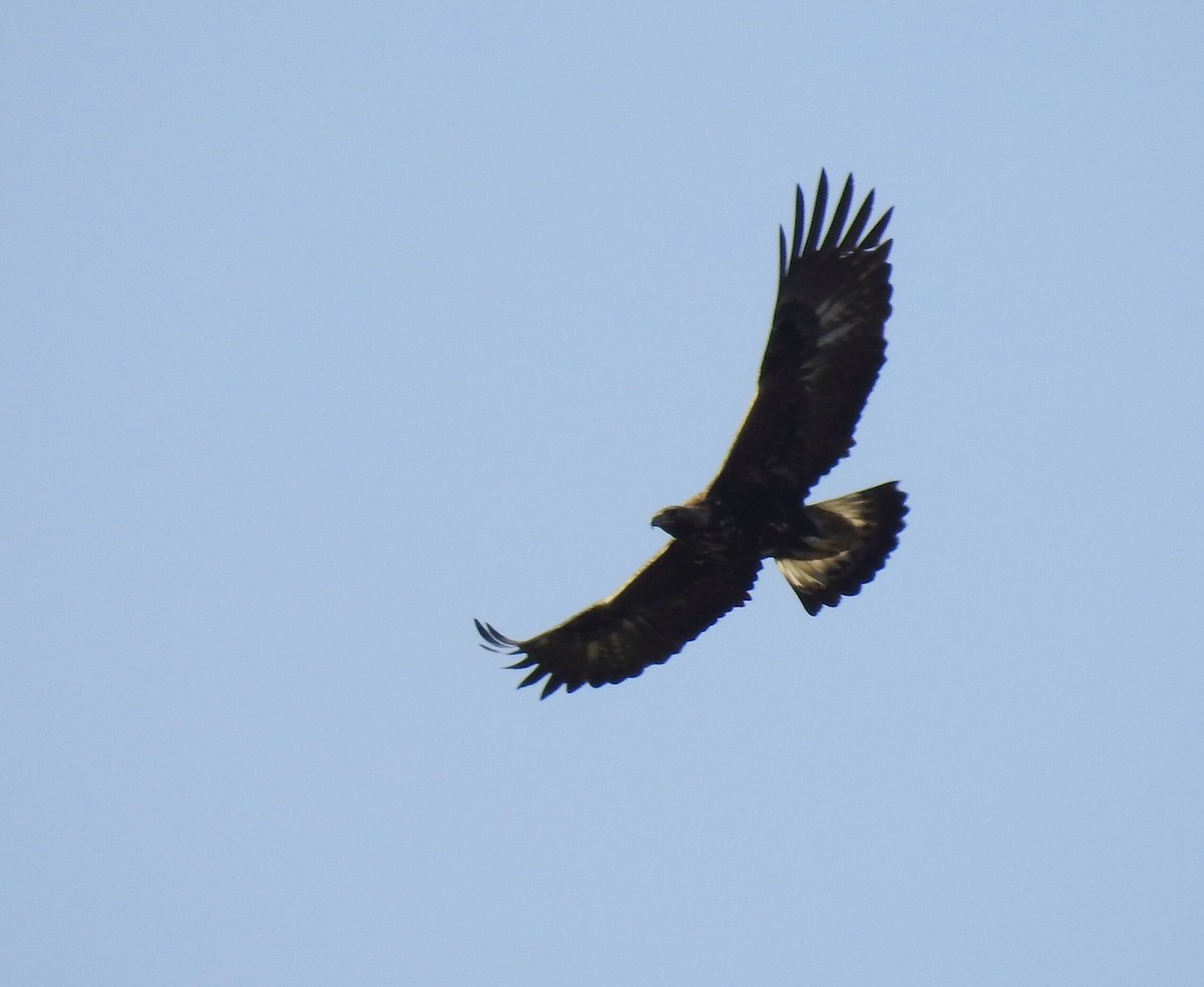 Golden Eagle - ML411573851