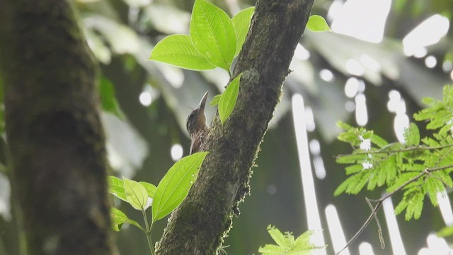 Buff-throated Woodcreeper - ML411573911