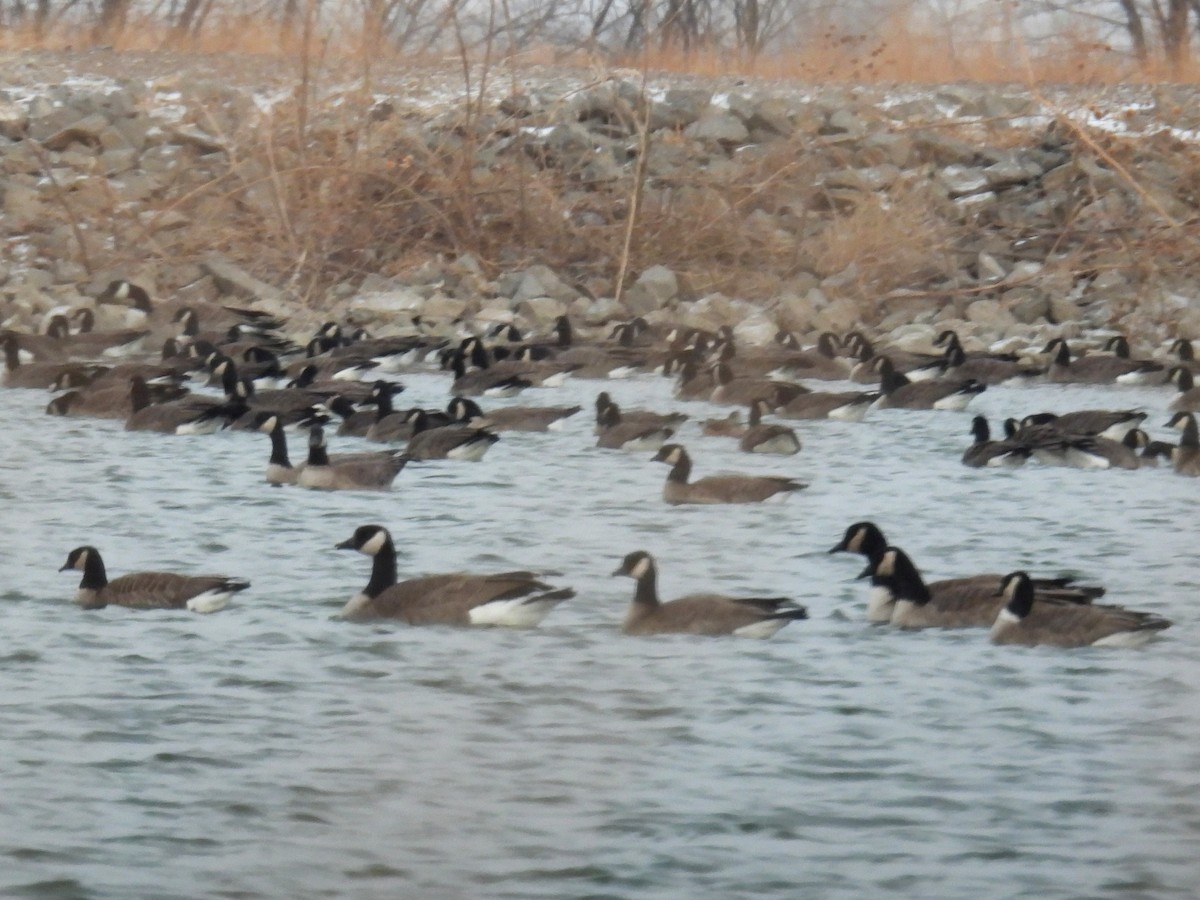 Canada Goose - ML411574461