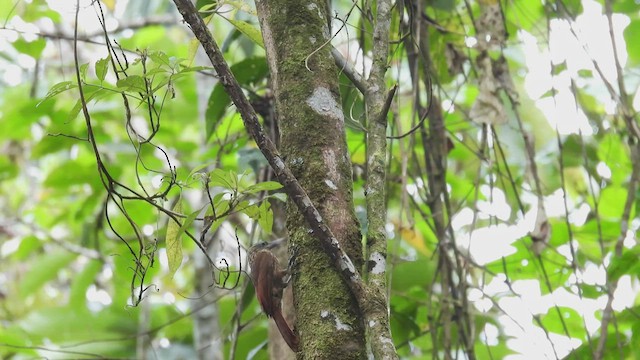 Buff-throated Woodcreeper - ML411574691