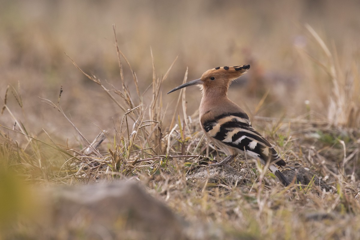 Common Hoopoe - ML411574771