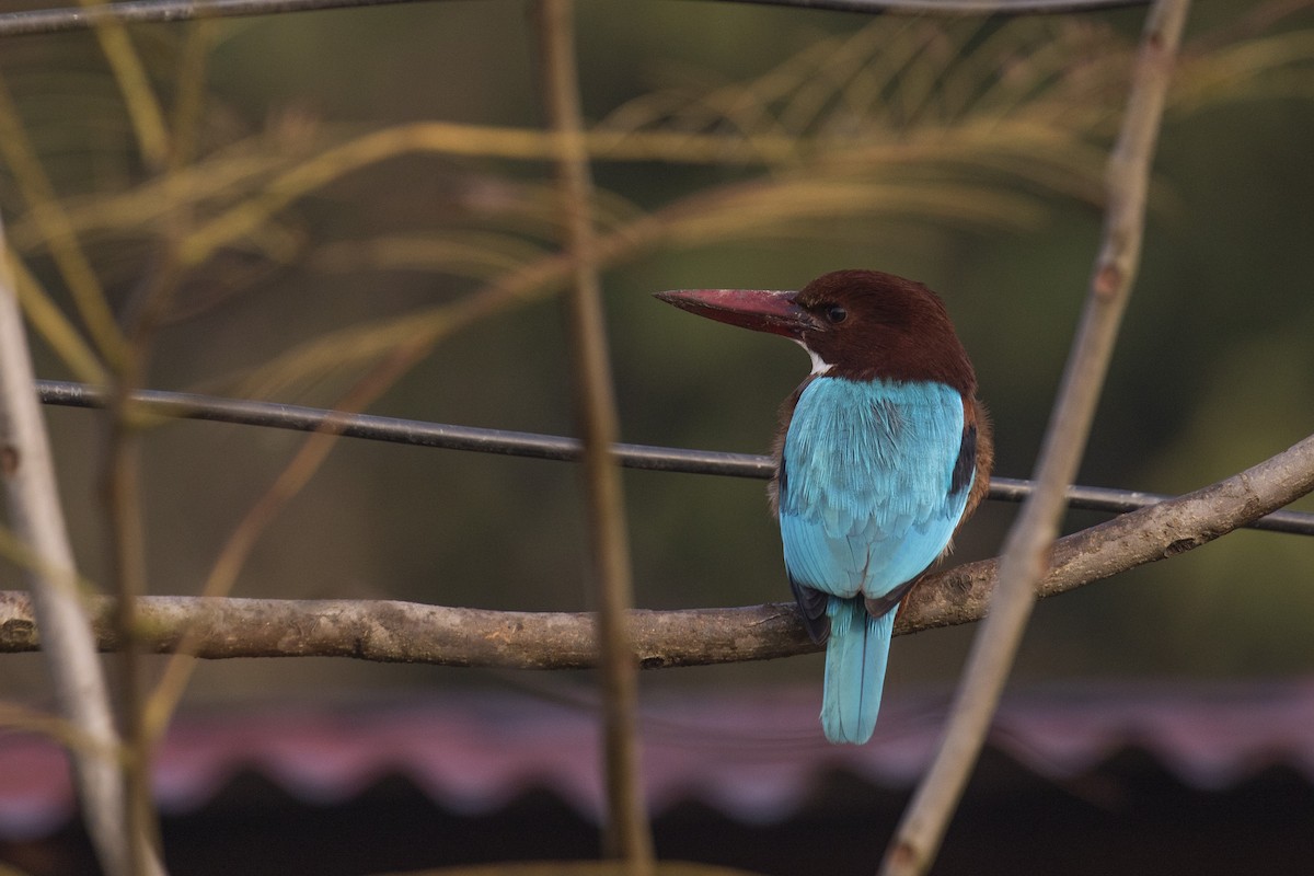 White-throated Kingfisher - ML411574781
