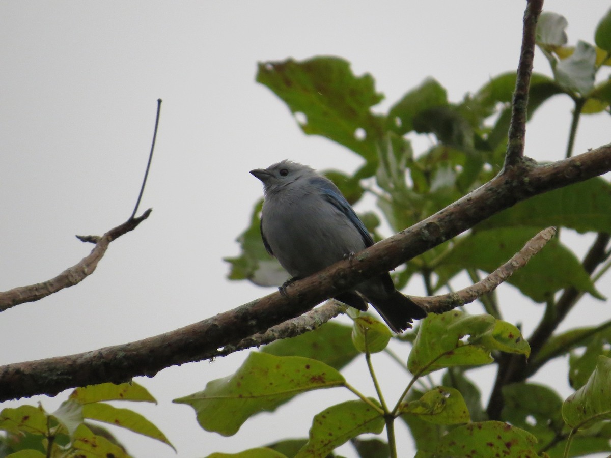 Blue-gray Tanager - ML41157491
