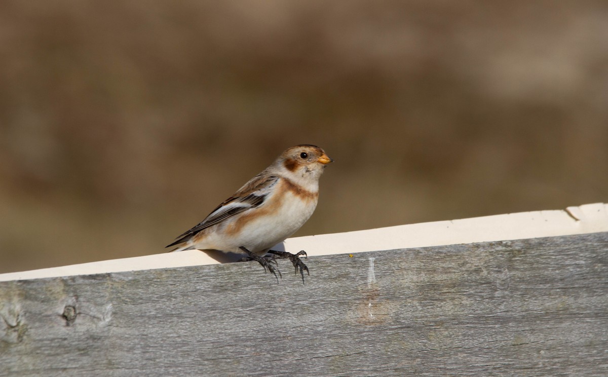 Snow Bunting - ML411577041