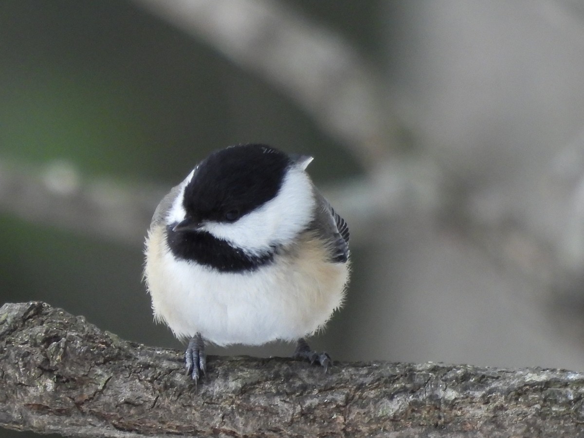 Black-capped Chickadee - ML411578561