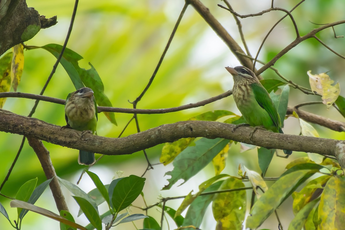 White-cheeked Barbet - Deepak Kumar Thyagarajan