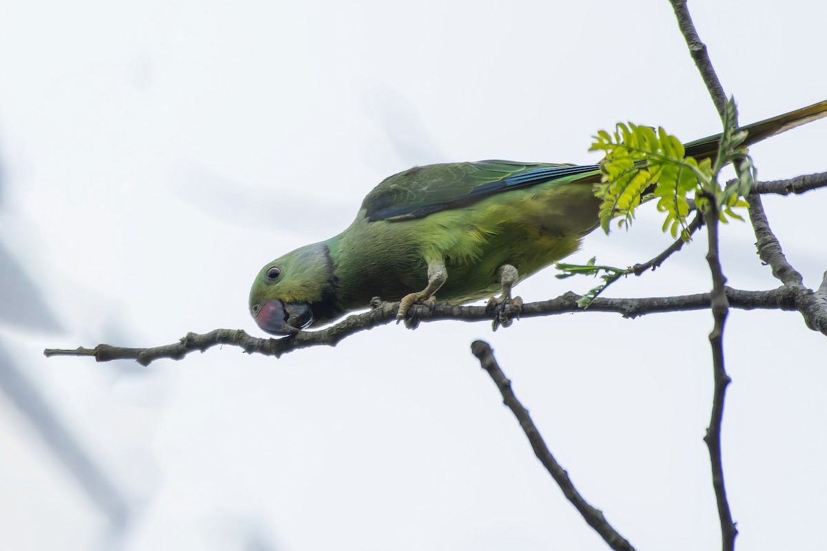 Malabar Yeşil Papağanı - ML411580541