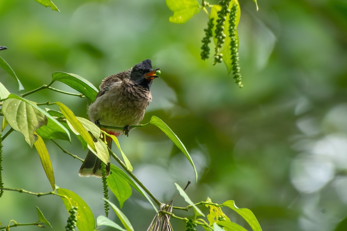 Red-vented Bulbul - ML411580691