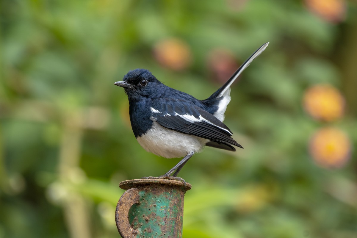 Oriental Magpie-Robin - ML411580951