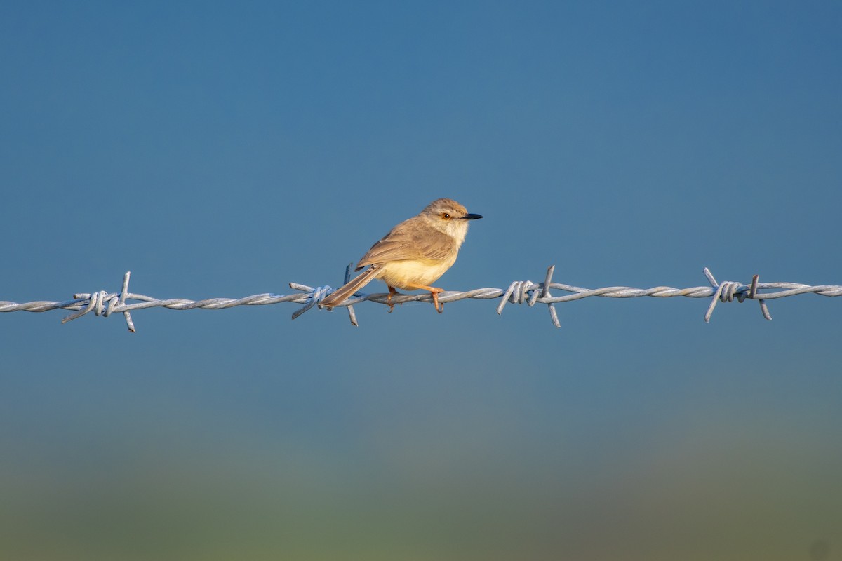 Prinia Selvática - ML411581911