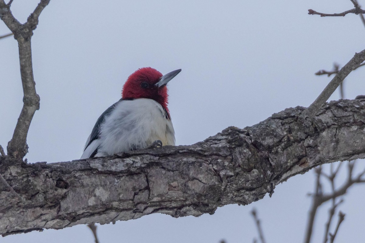 Red-headed Woodpecker - County Lister Brendan