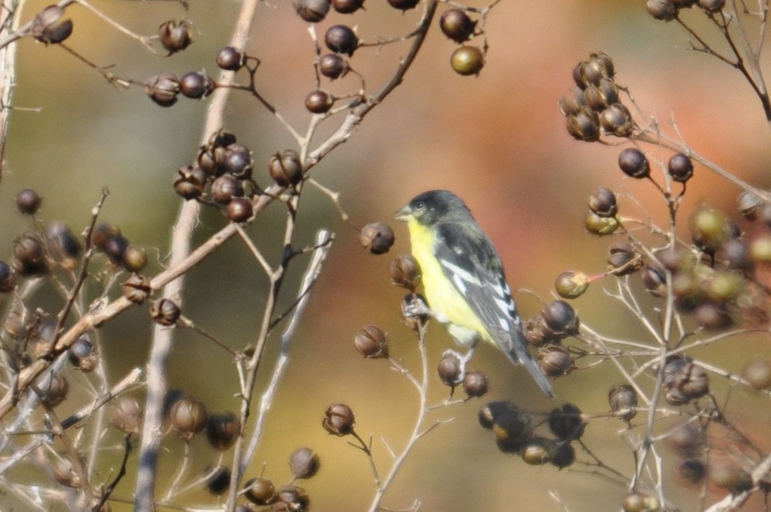 Lesser Goldfinch - ML41158381