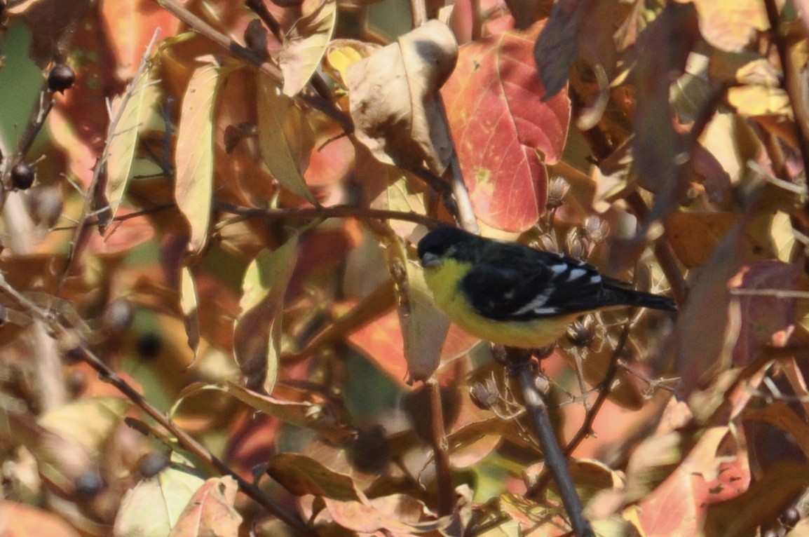 Lesser Goldfinch - James Fox