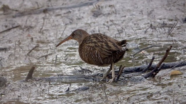 Clapper Rail - ML411586551