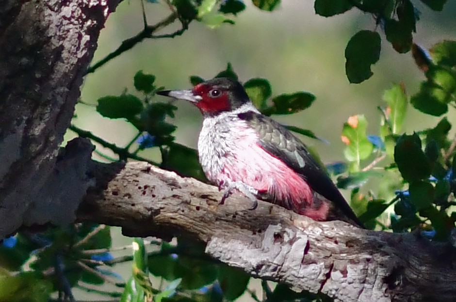 Lewis's Woodpecker - ML411587071