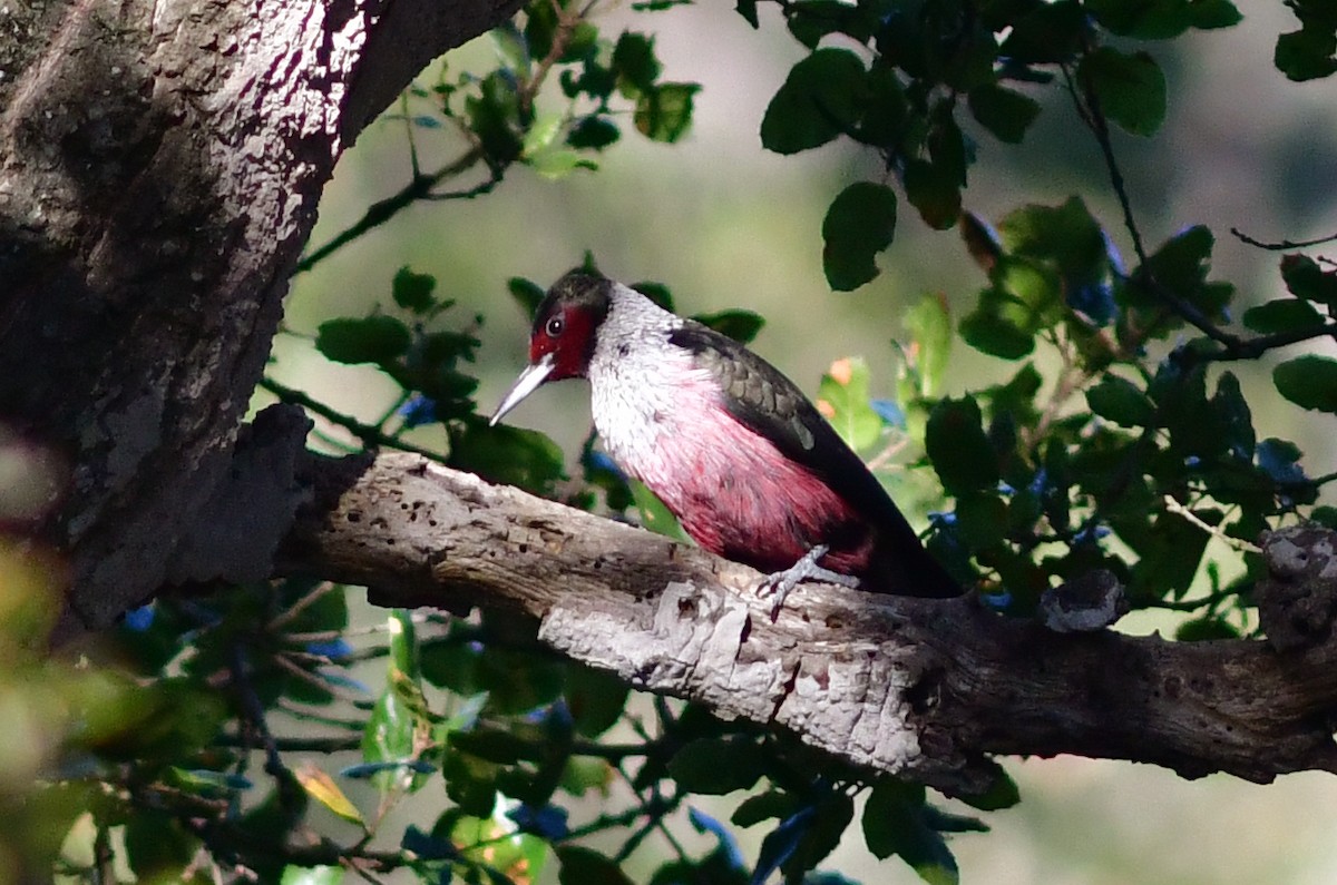 Lewis's Woodpecker - ML411587081