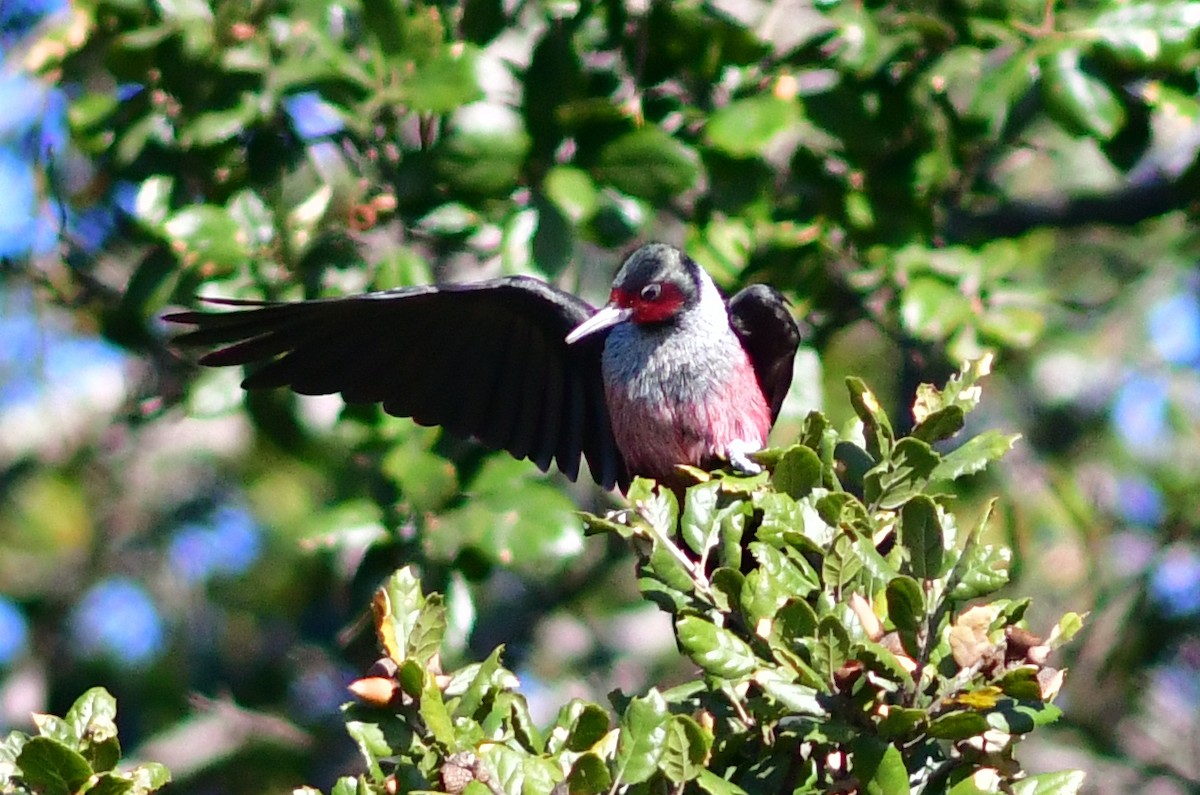 Lewis's Woodpecker - ML411587121