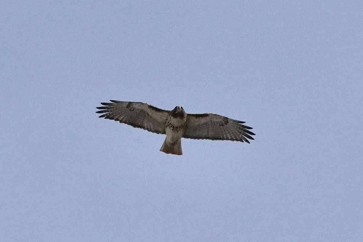 Red-tailed Hawk - ML411588091