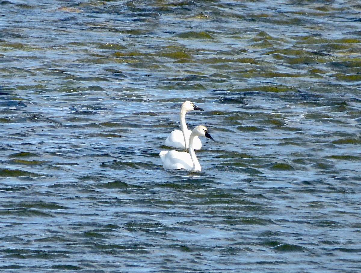 Cygne siffleur - ML411588481