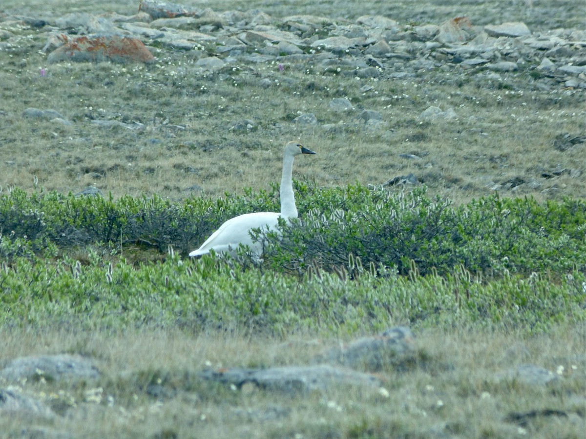 Tundra Swan - ML411588501