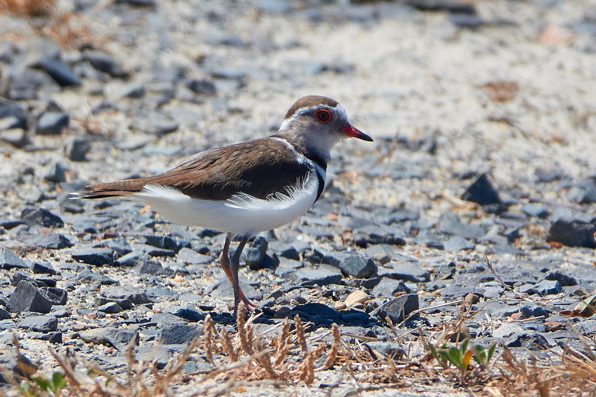 Three-banded Plover - ML411589291