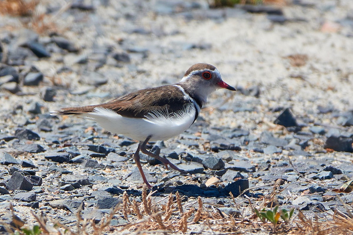 Three-banded Plover - ML411589301