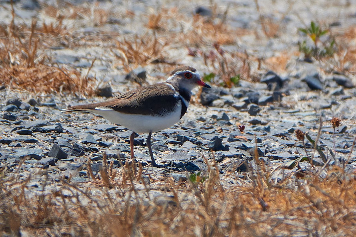 Three-banded Plover - ML411589331