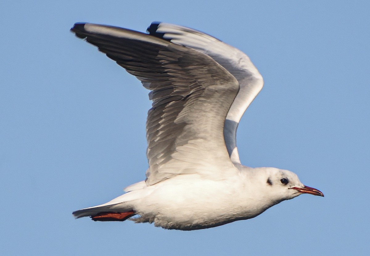 Black-headed/Brown-headed Gull - ML411590091