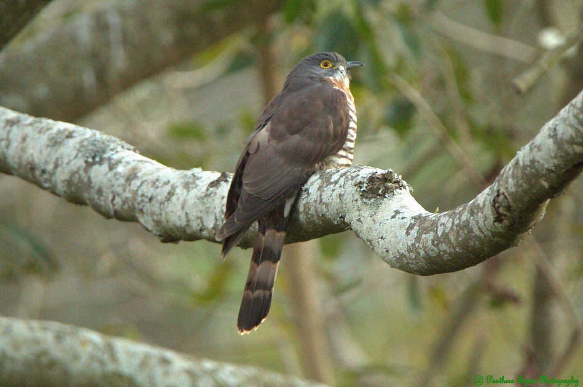 Large Hawk-Cuckoo - ML411590221