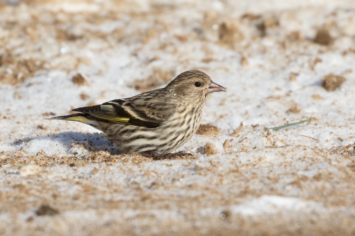 Pine Siskin - R M