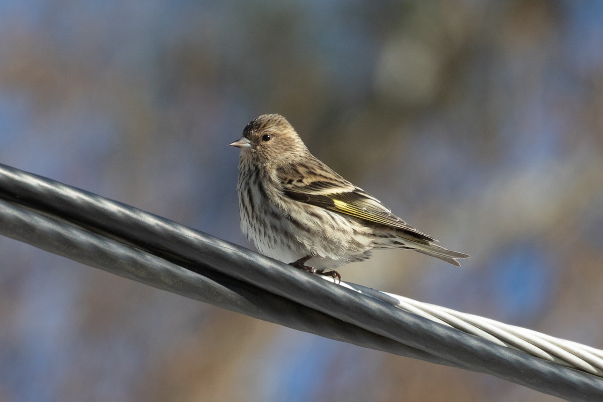 Pine Siskin - R M