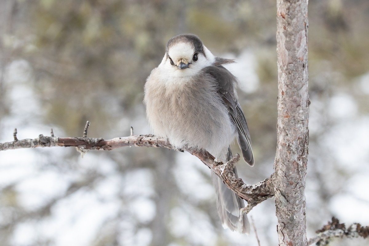 Canada Jay - R M