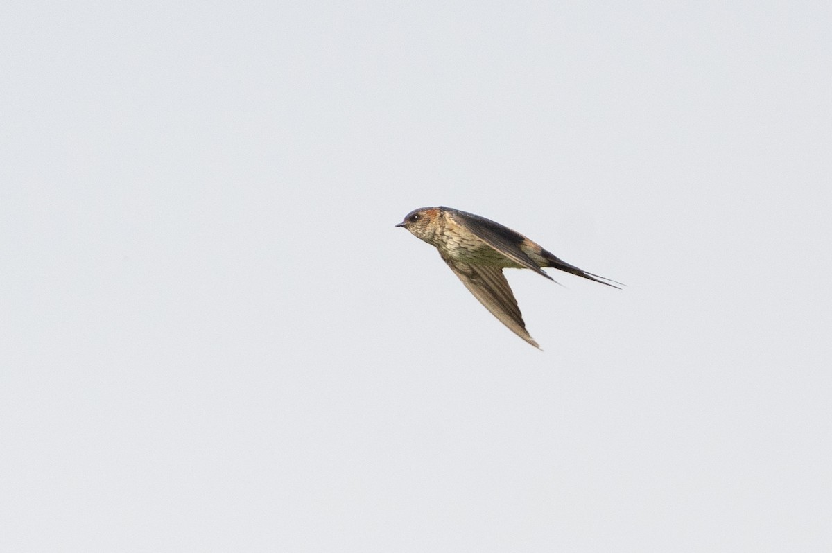 Eastern Red-rumped Swallow - ML411592931