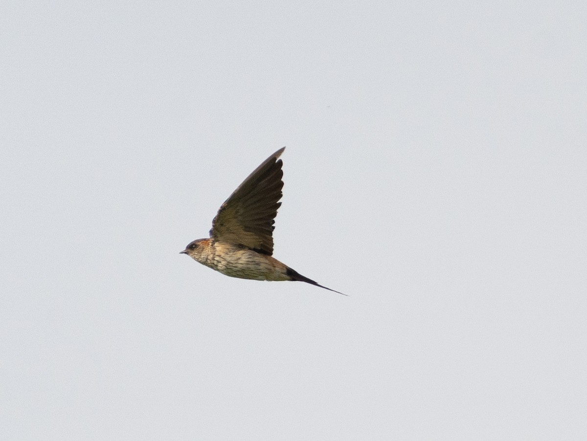 Eastern Red-rumped Swallow - ML411592951