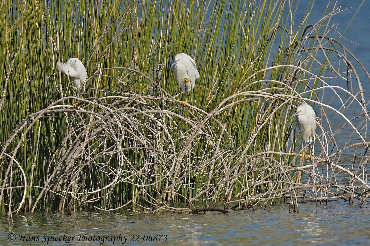 Snowy Egret - Hans Spiecker